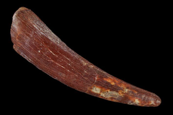 Fossil Pterosaur (Siroccopteryx) Tooth - Morocco #134651